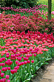 Keukenhof GARDENS, Holland: Tulipa Attila, Tulipa 'LYDIA', Hyacinthus 'Jan BOS AND A Pink AZALEA