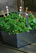Designer: Clare MATTHEWS: Pot DECORATION: GLASS STARS On A Stick IN Metal Container PLANTED with PARSLEY