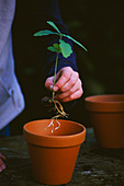 Projekt 'Wurzeln und Triebe': Mädchen pflanzt kleines Eichenbäumchen in einen Terrakotta-Behälter