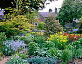 Einfassung mit Haus im Hintergrund (Ilex ferox argenta, Euphorbia palustris, Allium 'Purple Sensation' und Euphorbia griffithii 'Fern Cottage')