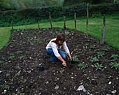 Designer Clare MATTHEWS PLANTING WILDFLOWER BEDS IN Devon Garden