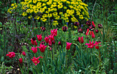 Tulipa 'Mariette' und 'Black Hero' mit Euphorbia dahinter