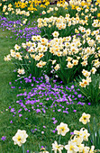 Anemone blanda und Narzissen auf der Wiese