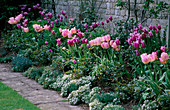 ST MICHAEL'S HOUSE, Kent: SPRING BORDER with Tulipa Ballade' , Tulipa 'New DESIGN' , Sweet ALYSSUM AND STACHYS BYZANTINA