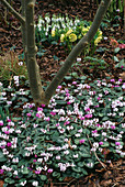 CYCLAMEN COUM AND SNOWDROPS IN THE WOODLAND. WOODCHIPPINGS, NORTHAMPTONSHIRE