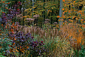 Herbstliches Beet neben dem Rasen mit Cotinus, Kirsche, Miscanthus und Sedum, Holz im Hintergrund