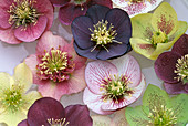 HELLEBORUS IN A Bowl at WOODCHIPPINGS, NORTHAMPTONSHIRE