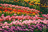 Tulipa im Frühling
