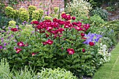 Staudenbeet im ummauerten Garten mit Euphorbia, Krambe, Geranium und Paeonia 'Strephon'