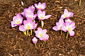 COLCHICUMS with BARK Mulch