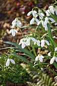 Galanthus 'Mighty Atom'