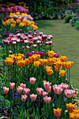 Tulipa im versunkenen Garten im Frühling