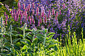RICHARD JACKSONS Garden: BORDER PLANTED with Nepeta 'WALKERS LOW', PERSICARIA AND STACHYS 'Big EARS'. Designer: Clare MATTHEWS