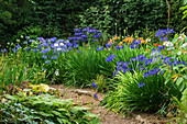 Devon Agapanthus: Agapanthus GROWING IN THE Garden Beside A PTH