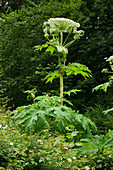 Riesenbärenklau (Heracleum mantegazzianum) im Waldgebiet