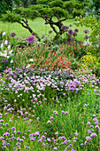 HUNMANBY Grange, Yorkshire: HERBACEOUS BORDER with JUNIPERUS virginiana 'Grey Owl' Pruned INTO CLOUD SHAPE, Purple SAGE, FLOWERING CHIVES AND CISTUS (Rock ROSE)