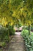 HUNMANBY Grange, YORKSHIRE. A PLACE TO SIT. PATH LEADING TO SEATING AREA IN LABURNUM AVENUE / Tunnel UNDERPLANTED with ALCHEMILLA MOLLIS (Lady'S MANTLE)