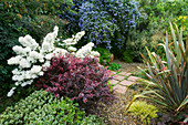 Kies- und Pflasterfläche mit Berberis 'Darts Red Lady', Olearia scilloniensis, Ceanothus thyrsiflorus repens, Phormium