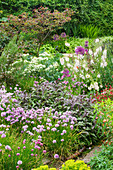 Staudenrabatte mit Schnittlauch (Allium schoenoprasum), Purpursalbei, Meerkohl (Crambe maritima) mit Cercis canadensis 'Forest Pansy' im Hintergrund