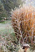 WOODPECKERS, WARWICKSHIRE, Winter: FROSTED BORDER with RUBUS THIBETANUS