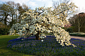 RHS Garden, WISLEY, SURREY. SPRING. Ornamental Cherry - PRUNUS SHIROTAE UNDERPLANTED with Muscari ARMENIACUM. BLOSSOM, TREE, Easter