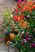 Im Frühjahr mit Stiefmütterchen und Tulpenzwiebeln bepflanzte Kübel neben dem Cottage