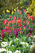 Gartenbeet im Frühling mit rosa Primeln und Tulipa