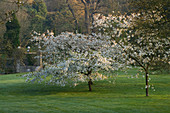 Blühende Kirschbäume (Prunus) im Waldgarten im Frühling