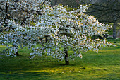 Blühende Kirschbäume (Prunus) im Waldgarten im Frühling