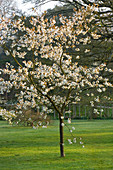 Ein blühender Kirschbaum (Prunus) im Waldgarten im Frühling