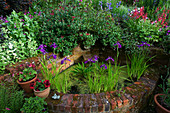 Pool neben der Terrasse mit Iris ensata, dahinter Wein und rotes Beet mit Penstemon Firebird und Campanula persicifolia