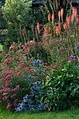 Rabatte mit Achillea samentacea, Kniphofia timothy und Eryngium 'Picos Blue'