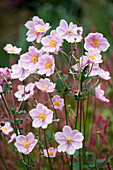 Lady Farm, Somerset: Designer, JUDY PEARCE - Pink FLOWERS of Anemone X HYBRIDA ELEGANS