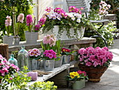 Primula acaulis und elatior (Primeln), Hyacinthus (Hyazinthen)