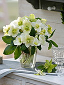 Bouquet of Helleborus niger (Christmas roses)