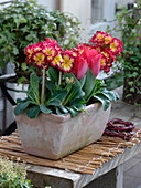 Terracotta box with Tulipa 'Couleur Cardinal' (tulips) and Primula elatior