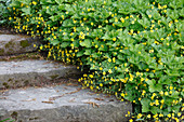 Waldsteinia ternata (Waldsteinie, Golderdbeere) an Treppe