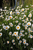 Leucanthemum vulgare (Frühlings-Margeriten)