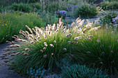 Pennisetum 'Hameln' (Lampenputzergras, Federborstengras) im Herbstgarten