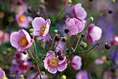 Anemone hupehensis 'Praecox' (Herbst-Anemone)