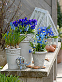 Blaue Frühlingsblüher : Muscari 'Blue Magic' (Traubenhyazinthen), Scilla bifol