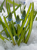Muscari aucheri 'Blue Magic' (Traubenhyazinthen) im Schnee