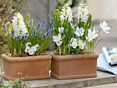 Hyacinthus 'White Pearl' (Hyazinthen), Crocus 'Jeanne D'Arc' (Krokusse)