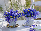 Iris hollandica (Hollandiris) in white cups with purple dots