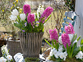Hyacinthus 'Pink Pearl' (Hyazinthen), Tulipa 'Mondial' (Tulpen), Viola cornuta (Hornveilchen)
