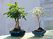 Ficus retusa (Chinesischer Feigenbaum), 8 Jahre alt