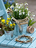 Galanthus (Schneeglöckchen), Eranthis (Winterling) in Blecheimern