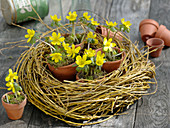 Eranthis (Winterlinge) in Töpfen in Kranz aus Salix alba 'Tristis'