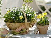 Galanthus nivalis (Schneeglöckchen) und Primula veris