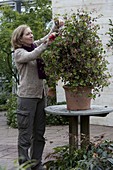 Cutting back geranium pyramid in spring